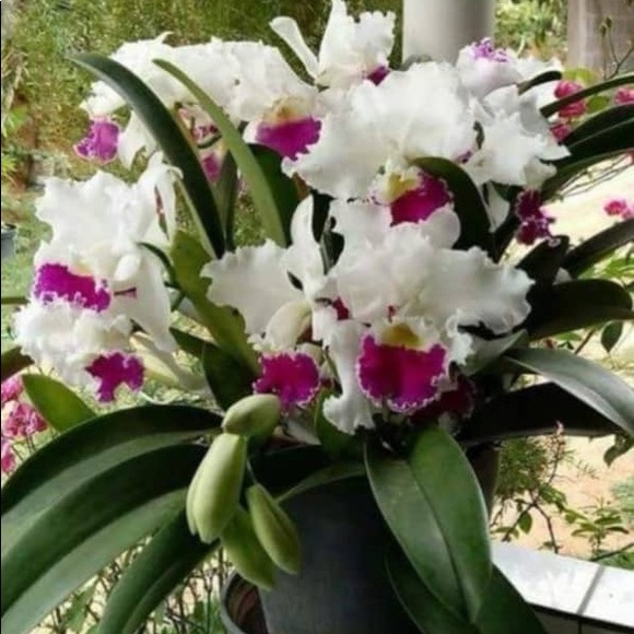 Meet your Posher, Vvirginia - Picture 1 of 1